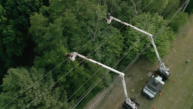 Best Hazardous Tree Removal  in Lamesa, TX